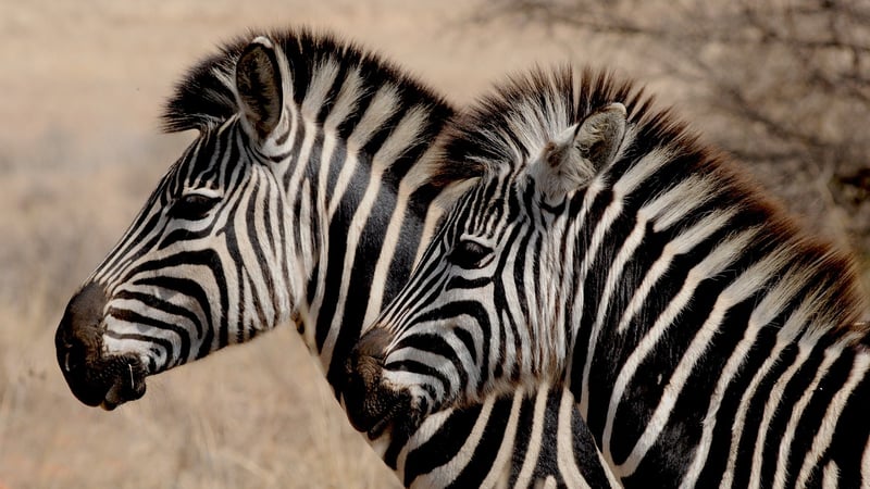 Zebra in the wild